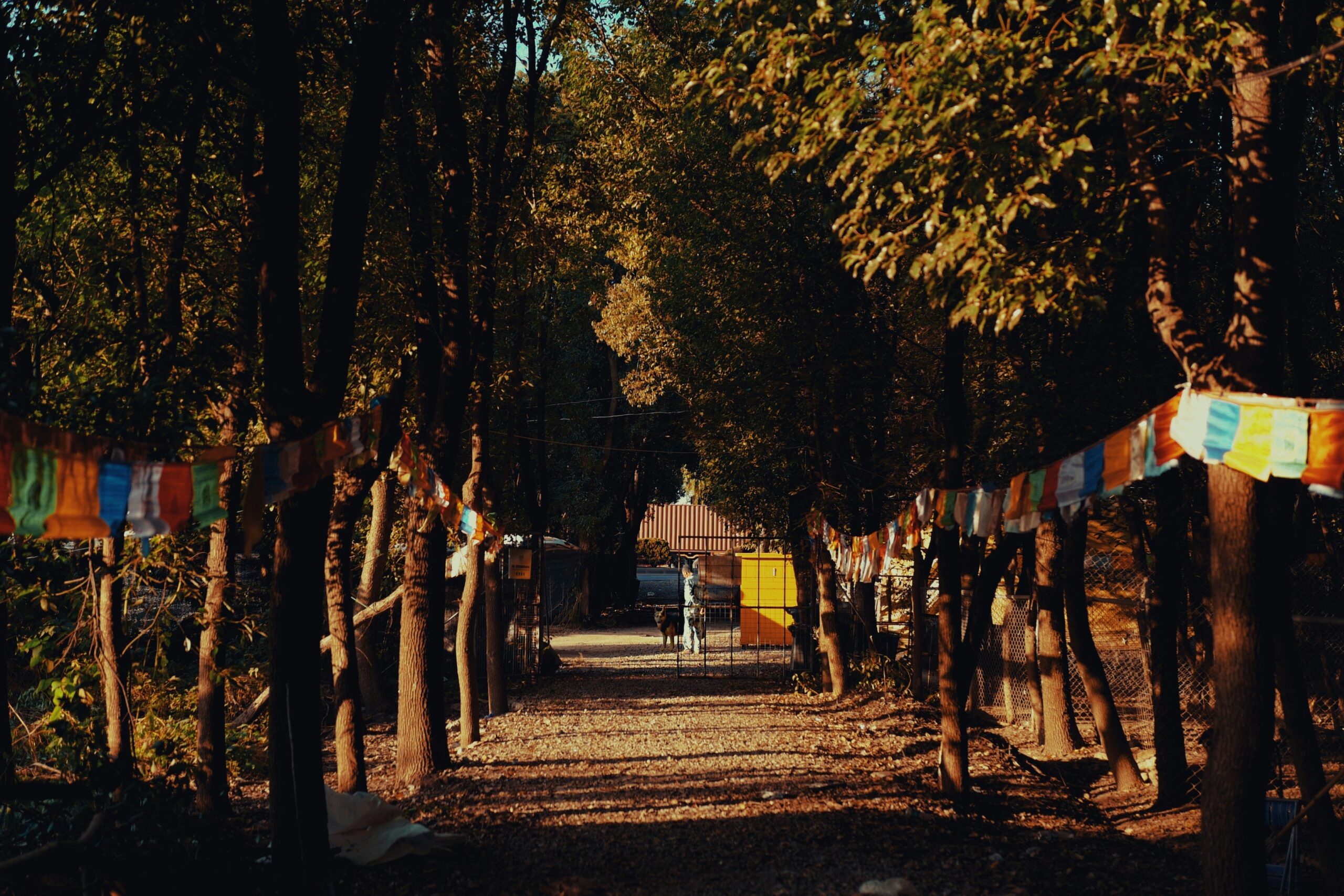 samuel fu nq6hfltbpt0 unsplash