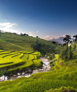 af03 free img 250x300.jpg